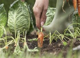 42972515vegetables-harvest