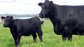 43175829zashto-goveda-abardiin-angus-sa-specialni