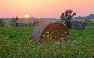 43176205biofarm