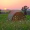 43176205biofarm