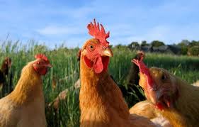 43397356hen