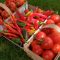 43432505tomatoes-and-peppers