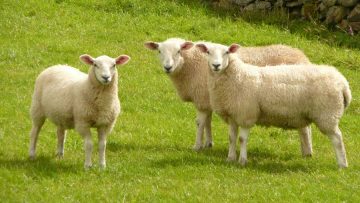 4383301417347524stanza_artist-sheep