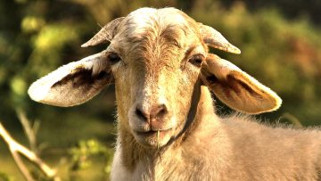 44061579goat_eating_grass