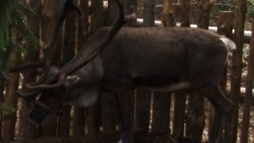 44151067rudolf2