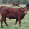 44513935крава-Българско-червено-говедо