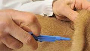 44596360veterinari