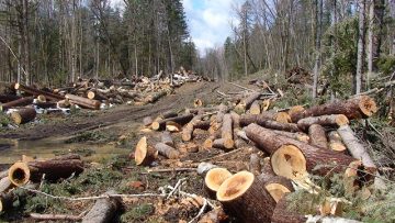 44758560forest_logging