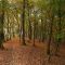 44766080forest