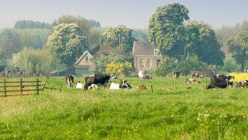 44877538farmcows