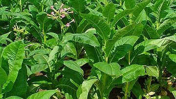 45234238360px-Nicotiana_tabacum_001