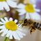45347479bee_2
