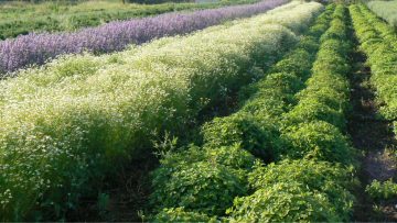 45521737BeitlehemHerb06