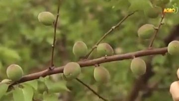 45548683zeleni_kaisii