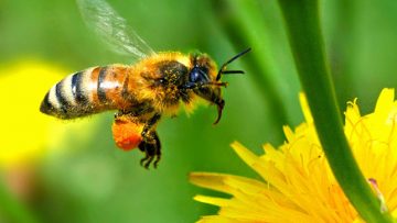 45744531bee