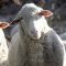 mx.cheesesheep185.jpg