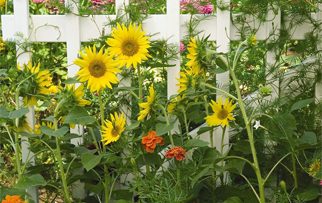 45831949FlowerGarden