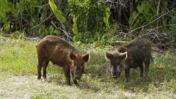 46070186pigs