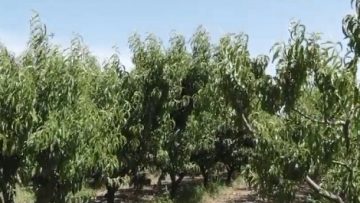 46224768Agrotema