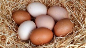 46386808eggs