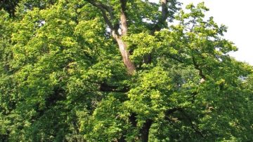 47059173Castanea_sativa_