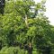 47059173Castanea_sativa_
