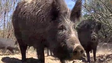 47092989pigs_wild