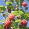 47425959malini_333