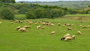 47456409sheep