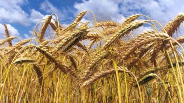 47483374Trigo-Triticum
