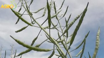 47579807monsanto_rapitsa