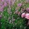 47725202lavender_mu