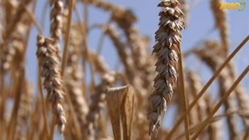 47952579wheat666666666666666