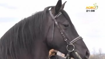 48131136horses_555