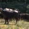 Животновъден дневник: Българска Мурра – ще има ли биволовъдство у нас, автор: Мирела Спасова