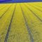 Агротема: Рапицата – съвети от Добруджа: автор: Галина Недкова