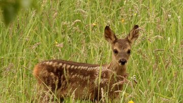 4886045727698_baby-roe-deer-5