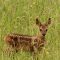 4886045727698_baby-roe-deer-5