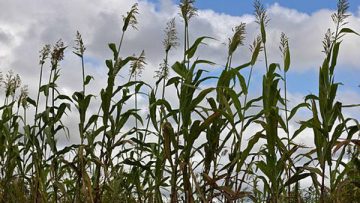 48867749sorgo