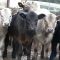 49237109calves