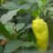 49494442vegetables_PRSR