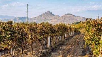 49571286vineyards-Melnik-1024×682