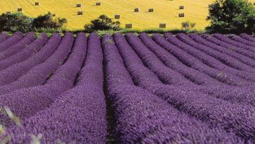 49580294lavandula