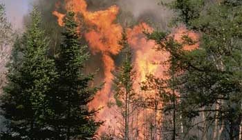 49625154forest-fire22