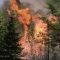 49625154forest-fire22