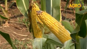 49951678agro_bio_semena