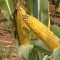 49951678agro_bio_semena