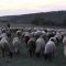 50207760plevenska_chernoglava