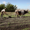 50299577cuban-farmer-working-in-the-field-peasant-tilling-the-ground-with-plow-pulled-by-oxen-in-anap-cooperative-farm-in-guines-cuba-wide-shot_nyb7ygoeq__F0002