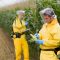 Researchers with Genetically Modified Corn